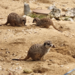 2.SURICATA
