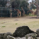3.GIRAFA