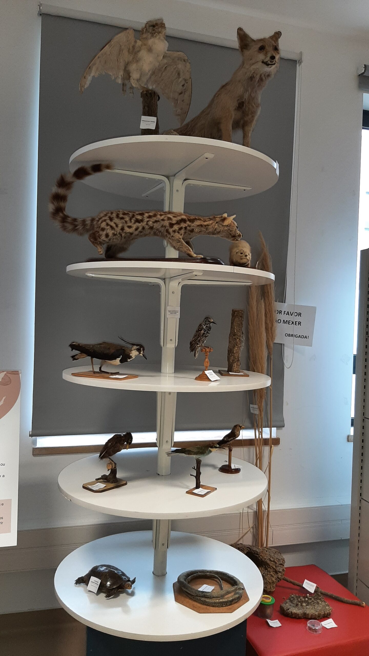 Entre 23 e 27 de fevereiro, a Biblioteca Escolar recebeu a Exposição Itinerante “Do Carso ao Paul: um rio de Ideias”, que permitiu aos alunos conhecer melhor a natureza do nosso território.